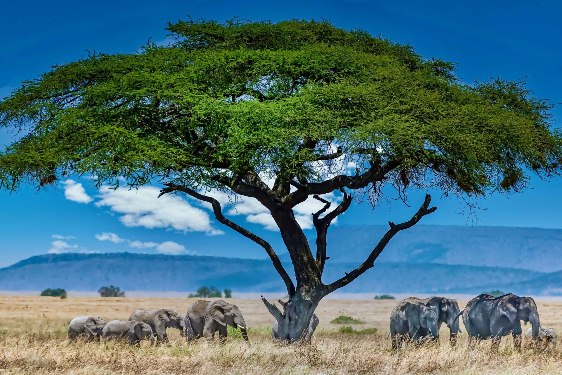 group-elephants-big-green-tree-wilderness (1)